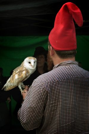 Owl and red hat