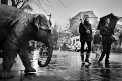 Chester elephant