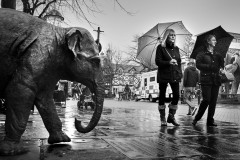 Chester elephant