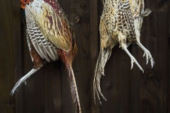 Pheasants