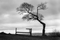 Bench and tree