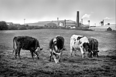 Cows and steelworks