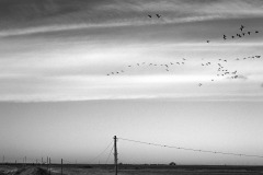 Birds Cley