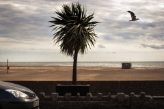 Gull Barmouth