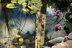 Pond reflection